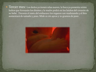 Tercer mes: Los dedosyatienenuñas suaves, la boca ya presenta veintebultos que formarán los dientes y la madrepodrá oir los latidos del corazón de subebé.  Durante el resto del embarazo los órganos van madurando y el fetoaumentará de tamaño y peso. Mide 10 cm aprox y 20 gramos de peso.