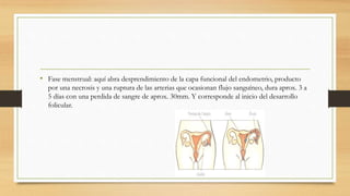 • Fase menstrual: aquí abra desprendimiento de la capa funcional del endometrio, producto
por una necrosis y una ruptura de las arterias que ocasionan flujo sanguíneo, dura aprox. 3 a
5 días con una perdida de sangre de aprox. 30mm. Y corresponde al inicio del desarrollo
folicular.
 