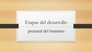 Etapas del desarrollo
prenatal del humano
 