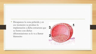• Desaparece la zona pelúcida y en
ese momento se produce la
implantación a dicha estructura que
se formo con dichas
diferenciaciones se le va a llamar
blastocito
 