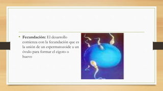 • Fecundación: El desarrollo
comienza con la fecundación que es
la unión de un espermatozoide a un
óvulo para formar el cigoto o
huevo
 