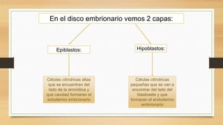 En el disco embrionario vemos 2 capas:
Epiblastos: Hipoblastos:
Células cilíndricas altas
que se encuentran del
lado de la amniótica y
que cavidad formaran el
ectodermo embrionario
Células cilíndricas
pequeñas que se van a
encontrar del lado del
blastosele y que
formaran el endodermo
embrionario
 