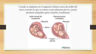 Cuando se implanta en el segmento inferior cerca del anillo del
útero ocasiona lo que se conoce como placenta previa y puede
producir sangrados graves durante el embarazo
 