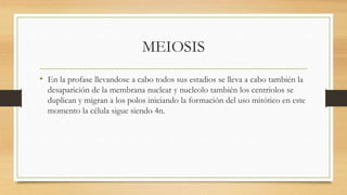 MEIOSIS
• En la profase llevandose a cabo todos sus estadios se lleva a cabo también la
desaparición de la membrana nuclear y nucleolo también los centriolos se
duplican y migran a los polos iniciando la formación del uso mitótico en este
momento la célula sigue siendo 4n.
 