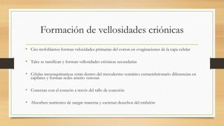 Formación de vellosidades criónicas
• Cito trofoblastos forman velocidades primarias del corion en evaginaciones de la capa celular
• Tales se ramifican y forman vellosidades criónicas secundarias
• Células mesenquimaticas están dentro del mesodermo somático extraembrionario diferencian en
capilares y forman redes arterio venosas
• Conectan con el corazón a través del tallo de conexión
• Absorben nutrientes de sangre materna y excretan desechos del embrión
 