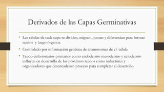 Derivados de las Capas Germinativas
• Las células de cada capa se dividen, migran , juntan y diferencian para formar
tejidos y luego órganos.
• Controlado por información genética de cromosomas de c/ célula
• Tejido embrionarios primarios como endodermo mesodermo y ectodermo
influyen en desarrollo de los próximos tejidos como inductores y
organizadores que desencadenan proceso para completar el desarrollo.
 