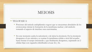 MEIOSIS
• TELOFASE I:
• Porciones del retículo endoplásmico rugoso que se encuentran alrrededor de los
cromosomas inician la formación de la membrana nuclear y del núcleolo
tomando el aspecto de interfase osea eucromatina.
• En este momento acaba la cariosinesis y de inicia la citosinesis. En la citosinesis
desaparece el uso mitotico, se contrae la membrana celular a nivel del ecuador
hasta formar el cuerpo intermedio y que finalmente desaparece, separando así 2
células hijas con organelos distribuidos al asar 2n y 2n.
 