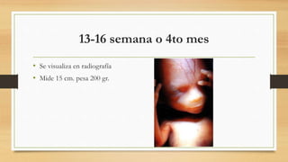 13-16 semana o 4to mes
• Se visualiza en radiografía
• Mide 15 cm. pesa 200 gr.
 