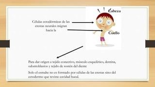 Células ectodérmicas de las
crestas neurales migran
hacia la
Para dar origen a tejido conectivo, músculo esquelético, dentina,
odontoblastos y tejido de sostén del diente
Solo el esmalte no es formado por células de las crestas sino del
ectodermo que reviste cavidad bucal.
Cabeza
Cuello
 