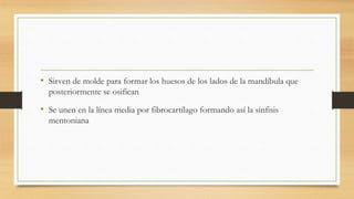 • Sirven de molde para formar los huesos de los lados de la mandíbula que
posteriormente se osifican
• Se unen en la línea media por fibrocartílago formando así la sínfisis
mentoniana
 