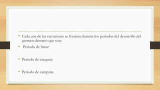 • Cada una de las estructuras se forman durante los periodos del desarrollo del
germen dentario que son:
• Periodo de brote
• Periodo de casquete
• Periodo de campana
 