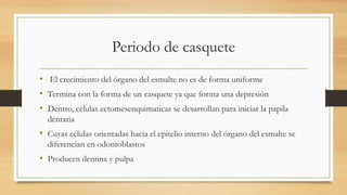 Periodo de casquete
• El crecimiento del órgano del esmalte no es de forma uniforme
• Termina con la forma de un casquete ya que forma una depresión
• Dentro, células ectomesenquimaticas se desarrollan para iniciar la papila
dentaria
• Cuyas células orientadas hacia el epitelio interno del órgano del esmalte se
diferencian en odontoblastos
• Producen dentina y pulpa
 