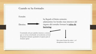 Cuando se ha formado:
Esmalte
Dentina
ha llegado al limite cemento
adamantino los bordes mas internos del
órgano del esmalte forman la vaina de
hertwing
Constituida solo por epitelios internos y externos
que se curvan estrechando así la abertura cervical
del germen dentario quedando el espacio para el
foramen apical
Sirve para formar las raíces y al
desaparecer deja solo restos
 
