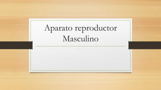 Aparato reproductor
Masculino
 