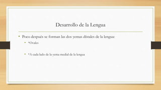 Desarrollo de la Lengua
• Poco después se forman las dos yemas dístales de la lengua:
• *Ovales
• *A cada lado de la yema medial de la lengua
 