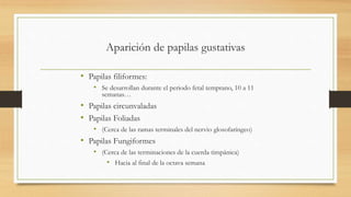 Aparición de papilas gustativas
• Papilas filiformes:
• Se desarrollan durante el periodo fetal temprano, 10 a 11
semanas…
• Papilas circunvaladas
• Papilas Foliadas
• (Cerca de las ramas terminales del nervio glosofaríngeo)
• Papilas Fungiformes
• (Cerca de las terminaciones de la cuerda timpánica)
• Hacia al final de la octava semana
 