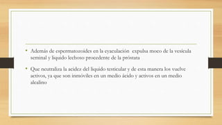• Además de espermatozoides en la eyaculación expulsa moco de la vesícula
seminal y liquido lechoso procedente de la próstata
• Que neutraliza la acidez del liquido testicular y de esta manera los vuelve
activos, ya que son inmóviles en un medio ácido y activos en un medio
alcalino
 