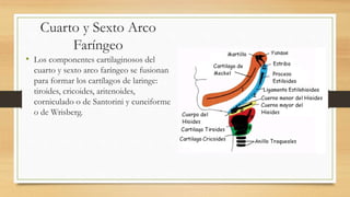Cuarto y Sexto Arco
Faríngeo
• Los componentes cartilaginosos del
cuarto y sexto arco faríngeo se fusionan
para formar los cartílagos de laringe:
tiroides, cricoides, aritenoides,
corniculado o de Santorini y cuneiforme
o de Wrisberg.
 