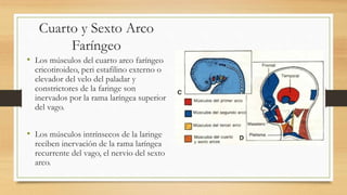 Cuarto y Sexto Arco
Faríngeo
• Los músculos del cuarto arco faríngeo
cricotiroideo, peri estafilino externo o
elevador del velo del paladar y
constrictores de la faringe son
inervados por la rama laríngea superior
del vago.
• Los músculos intrínsecos de la laringe
reciben inervación de la rama laríngea
recurrente del vago, el nervio del sexto
arco.
 