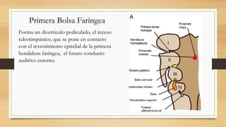 Primera Bolsa Faríngea
Forma un diverticulo pediculado, el receso
tubotimpánico, que se pone en contacto
con el revestimiento epitelial de la primera
hendidura faríngea, el futuro conducto
auditivo externo.
 