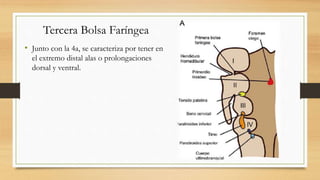 Tercera Bolsa Faríngea
• Junto con la 4a, se caracteriza por tener en
el extremo distal alas o prolongaciones
dorsal y ventral.
 