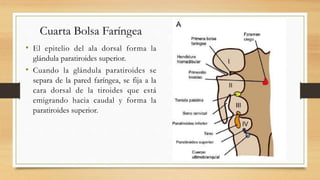 Cuarta Bolsa Faríngea
• El epitelio del ala dorsal forma la
glándula paratiroides superior.
• Cuando la glándula paratiroides se
separa de la pared faríngea, se fija a la
cara dorsal de la tiroides que está
emigrando hacia caudal y forma la
paratiroides superior.
 