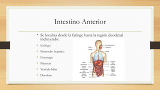 Intestino Anterior
• Se localiza desde la faringe hasta la región duodenal
incluyendo:
• Esófago
• Primordio hepático
• Estomago
• Páncreas
• Vesícula biliar
• Duodeno
 