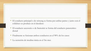 • El conducto principal o de wirsung se forma por ambas partes y junto con el
colédoco se produce en el duodeno
• El conducto accesorio o de Santorini se forma del conducto pancreático
dorsal
• Finalmente se fusionan ambos conductos en el 90% de los casos
• La secreción de insulina inicia en el 5to mes
 