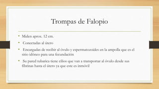 Trompas de Falopio
• Miden aprox. 12 cm.
• Conectadas al útero
• Encargadas de recibir al óvulo y espermatozoides en la ampolla que es el
sitio idóneo para una fecundación
• Su pared tubarica tiene cilios que van a transportar al óvulo desde sus
fibrinas hasta el útero ya que este es inmóvil
 