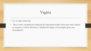 Vagina
• Es un tubo muscular
• Sirve como receptáculo temporal de espermatozoides hasta que estos inicien
su trayecto a través del útero y finalmente llegar a las trompas para una
fecundación
 