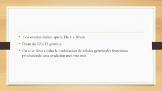 • Los ovarios miden aprox. De 1 a 30 cm.
• Pesan de 12 a 15 gramos
• En el se lleva a cabo la maduración de células germinales femeninas
produciendo una ovulación mes tras mes
 