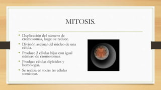 MITOSIS.
• Duplicación del número de
cromosomas, luego se reduce.
• División asexual del núcleo de una
célula.
• Produce 2 células hijas con igual
número de cromosomas.
• Produce células diploides y
homólogas.
• Se realiza en todas las células
somáticas.
 