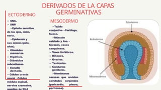 Embriología etapas prenatales de la mujer | PPTX
