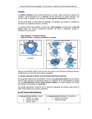 Labios Rombicos Embriología ERA 2 | DOCX