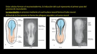 Neuroectodermo EMBRIOLOGÍA 6 A DE LA 3ra A LA 8va SEMANA.pptxEMBRIOLOGÍA 6 A DE LA 3ra ...