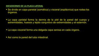 Desarrollo Humano Prenatal: De la Tercera a la Octava Semana y ...