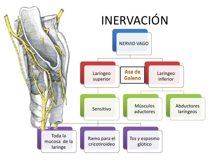 Embriología, anatomía y fisiología de laringe
