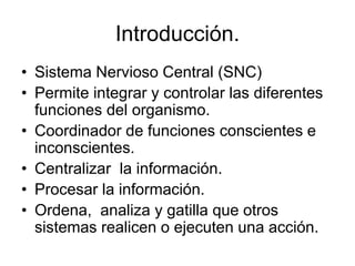 Introducción.
• Sistema Nervioso Central (SNC)
• Permite integrar y controlar las diferentes
funciones del organismo.
• Coordinador de funciones conscientes e
inconscientes.
• Centralizar la información.
• Procesar la información.
• Ordena, analiza y gatilla que otros
sistemas realicen o ejecuten una acción.
 