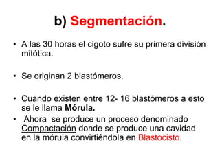 b) Segmentación.
• A las 30 horas el cigoto sufre su primera división
mitótica.
• Se originan 2 blastómeros.
• Cuando existen entre 12- 16 blastómeros a esto
se le llama Mórula.
• Ahora se produce un proceso denominado
Compactación donde se produce una cavidad
en la mórula convirtiéndola en Blastocisto.
 
