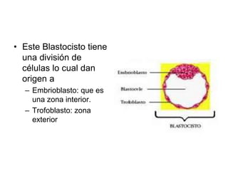 • Este Blastocisto tiene
una división de
células lo cual dan
origen a
– Embrioblasto: que es
una zona interior.
– Trofoblasto: zona
exterior
 