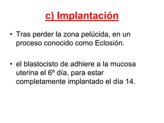 c) Implantación
• Tras perder la zona pelúcida, en un
proceso conocido como Eclosión.
• el blastocisto de adhiere a la mucosa
uterina el 6º día, para estar
completamente implantado el día 14.
 
