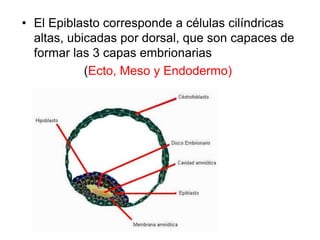 • El Epiblasto corresponde a células cilíndricas
altas, ubicadas por dorsal, que son capaces de
formar las 3 capas embrionarias
(Ecto, Meso y Endodermo)
 