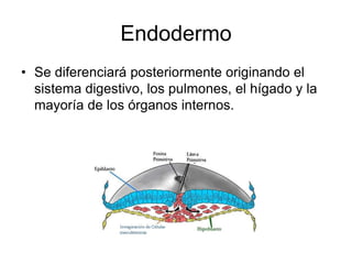 Endodermo
• Se diferenciará posteriormente originando el
sistema digestivo, los pulmones, el hígado y la
mayoría de los órganos internos.
 