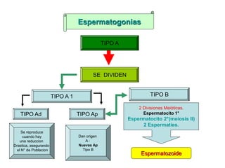 Espermatogonias
TIPO A
SE DIVIDEN
TIPO A 1 TIPO B
2 Divisiones Meiòticas.
Espermatocito 1°
Espermatocito 2°(meiosis II)
2 Espermaties.
Espermatozoide
TIPO Ad TIPO Ap
Se reproduce
cuando hay
una reduccion
Drastica, asegurando
el N° de Poblacion
Dan origen
A :
Nuevas Ap
Tipo B
 