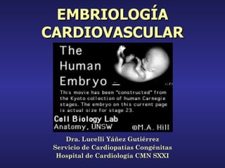 EMBRIOLOGÍA
CARDIOVASCULAR




    Dra. Lucelli Yáñez Gutiérrez
 Servicio de Cardiopatías Congénitas
  Hospital de Cardiología CMN SXXI
 