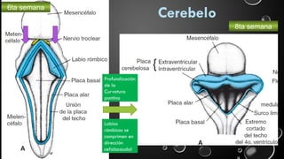 Labios Rombicos EMBRIOLOGÍA CEREBELO, RESUMEN DE EMBRIOLOGIA | PPTX