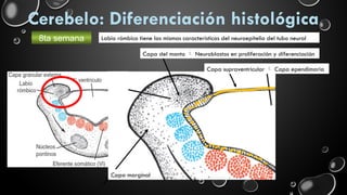 Labios Rombicos EMBRIOLOGÍA CEREBELO, RESUMEN DE EMBRIOLOGIA | PPTX