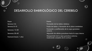 Labios Rombicos EMBRIOLOGÍA CEREBELO, RESUMEN DE EMBRIOLOGIA | PPTX