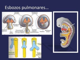 Esbozos pulmonares…
 