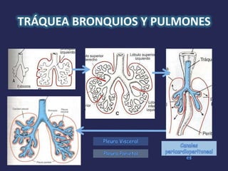 TRÁQUEA BRONQUIOS Y PULMONES
 